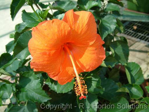 Hibiscus Orange 